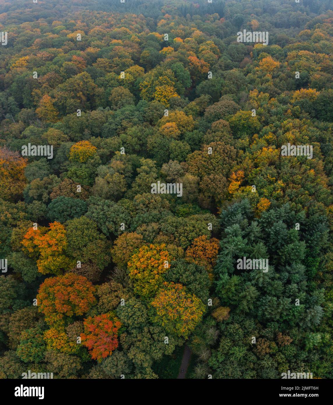 Vue panoramique sur la forêt de la couleur de l'automne à Duisburg, en Allemagne Banque D'Images