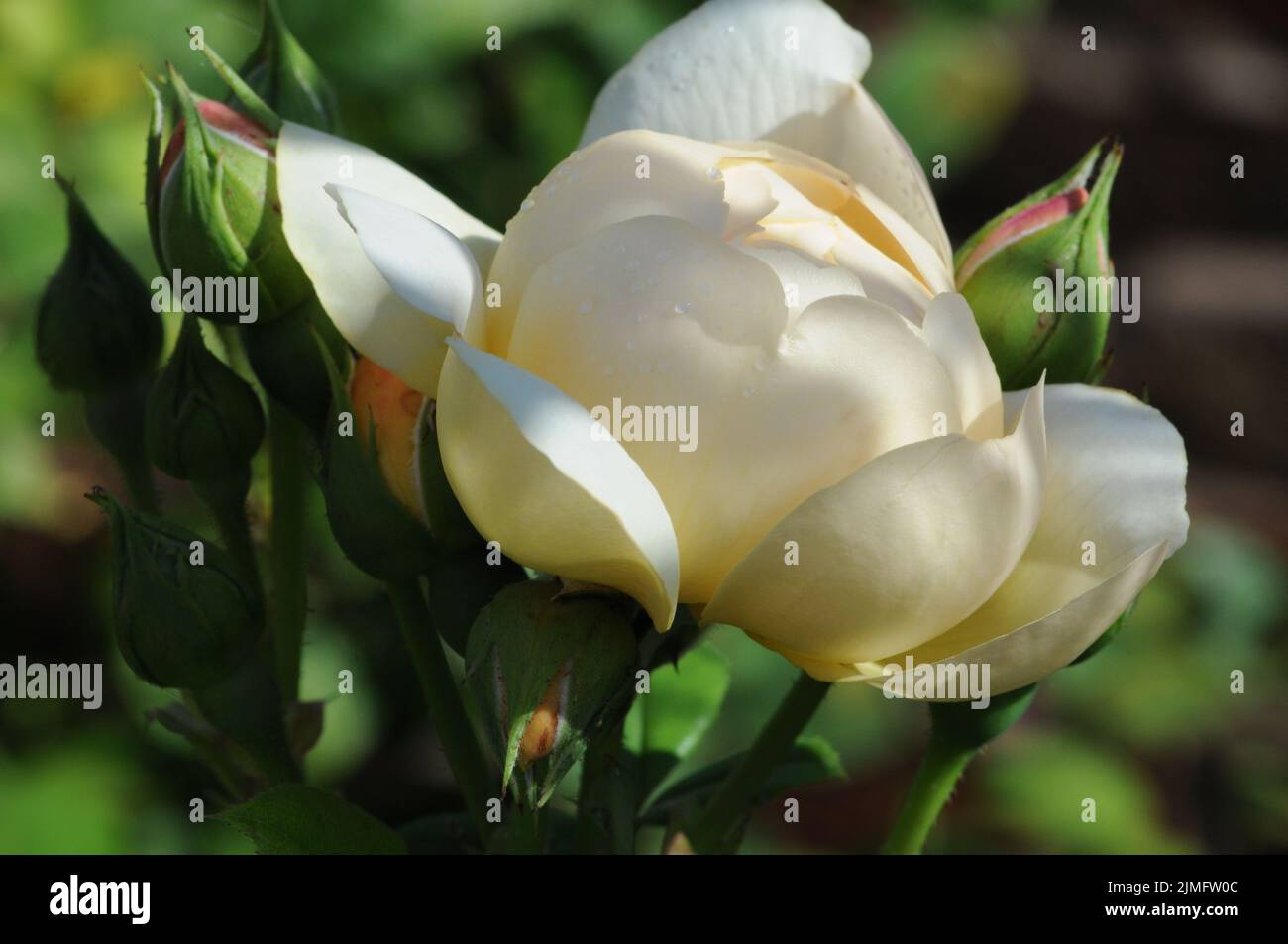 Fleur en forme de calice Banque de photographies et d'images à haute  résolution - Alamy