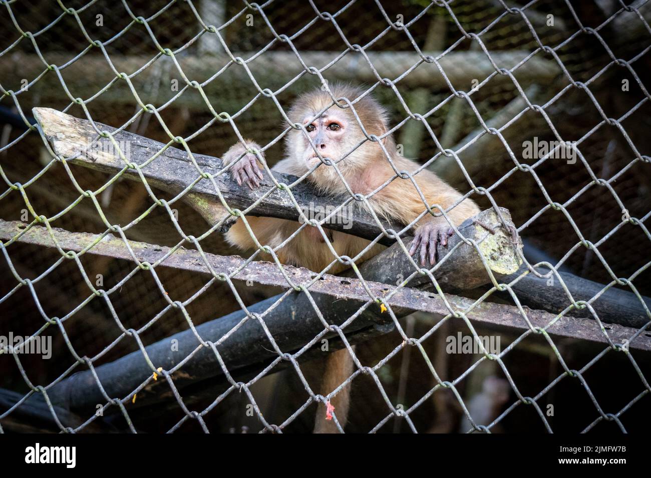 Beaucoup de faune au zoo de Quistococha à Iquitos, Pérou est sauvé du commerce des animaux de compagnie. La photo ici est le capuchin à froncé blanc (albifrons de Cebus albifrons albifrons). Banque D'Images