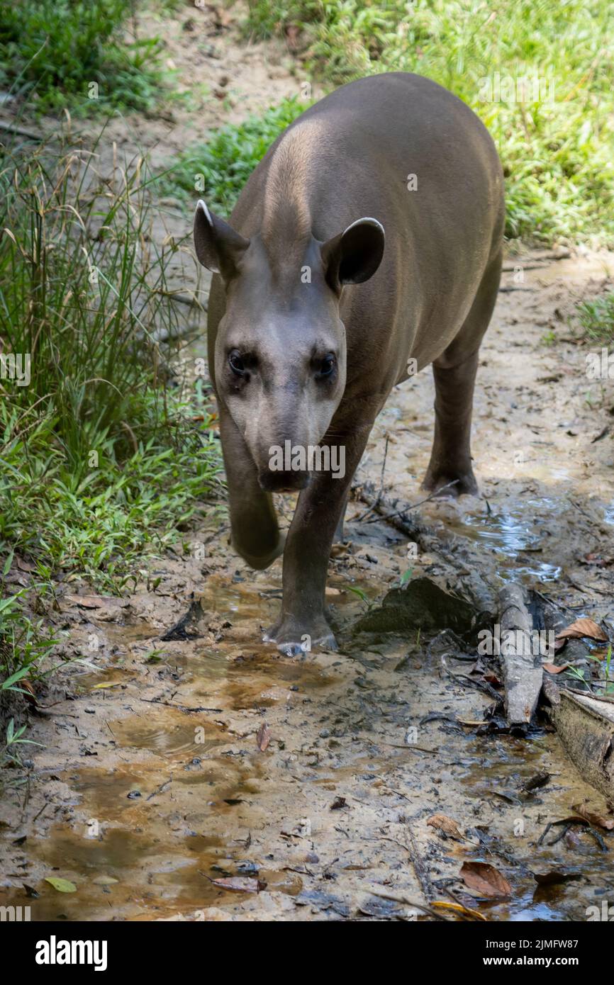 Beaucoup de faune au zoo de Quistococha à Iquitos, Pérou est sauvé de la vente d'animaux de compagnie.photo ici est le tapir sud-américain (Tapirus terrestris). Banque D'Images