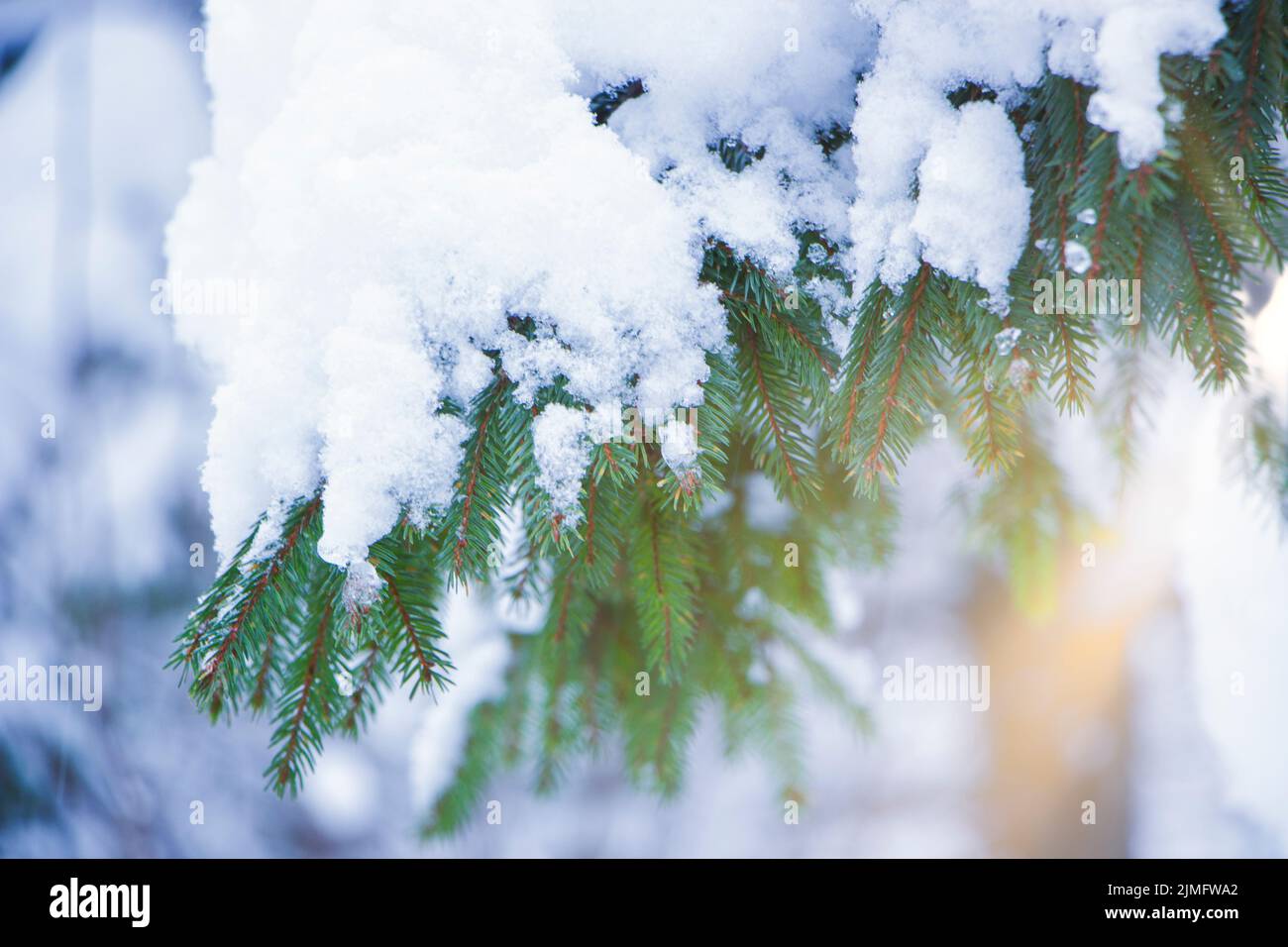 Branche enneigée d'un arbre de Noël sur un arbre. Lumière du soleil, belles cartes d'hiver. Image floue. Banque D'Images