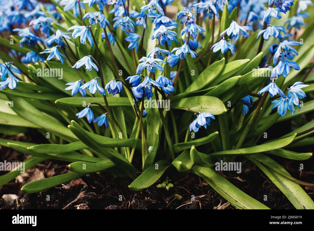 Scilla siberica (calmar sibérien, étoile saphir, calmar en bois) fleurs bleues dans le jardin de printemps Banque D'Images