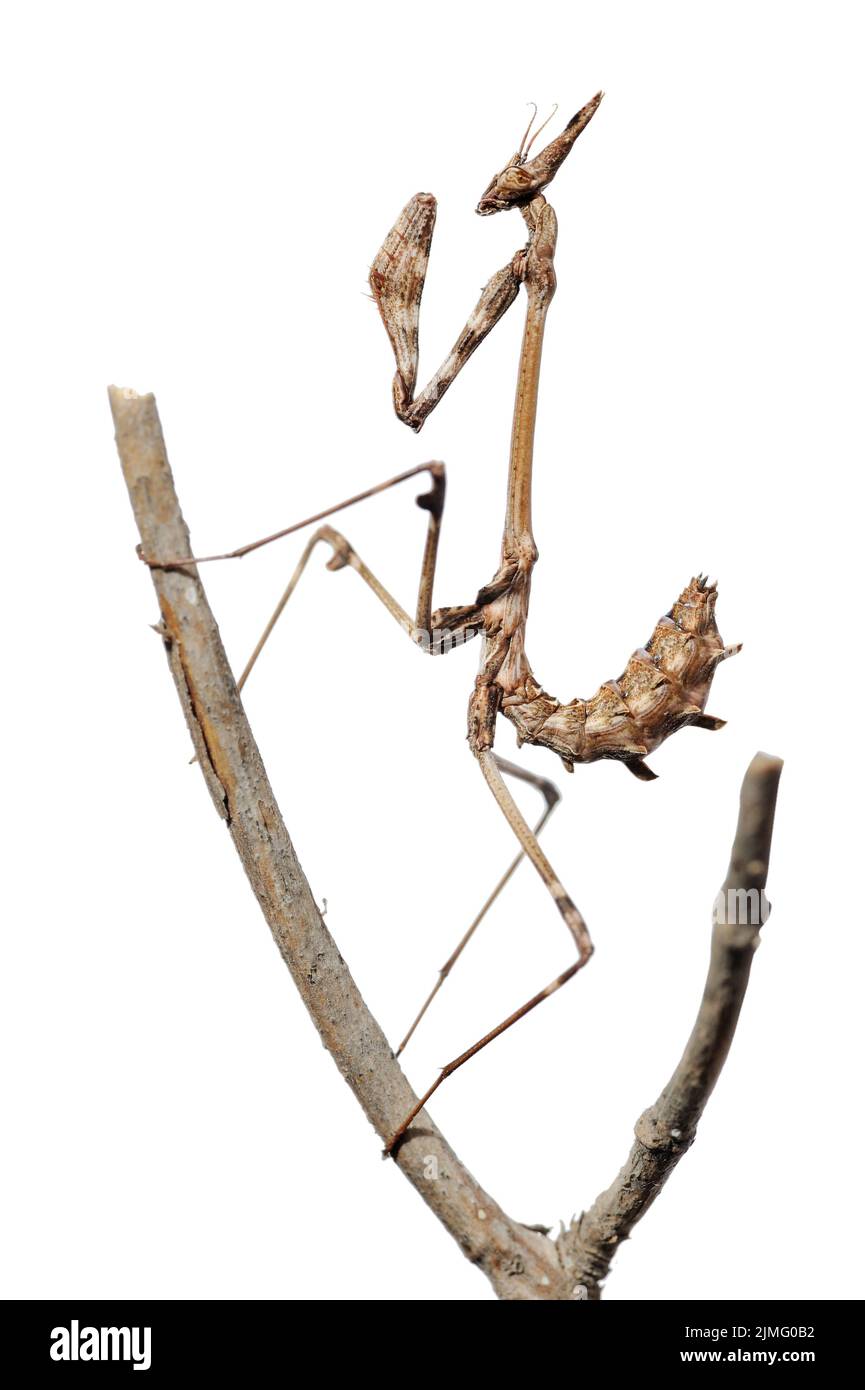 Petite mantis sur une branche Banque D'Images