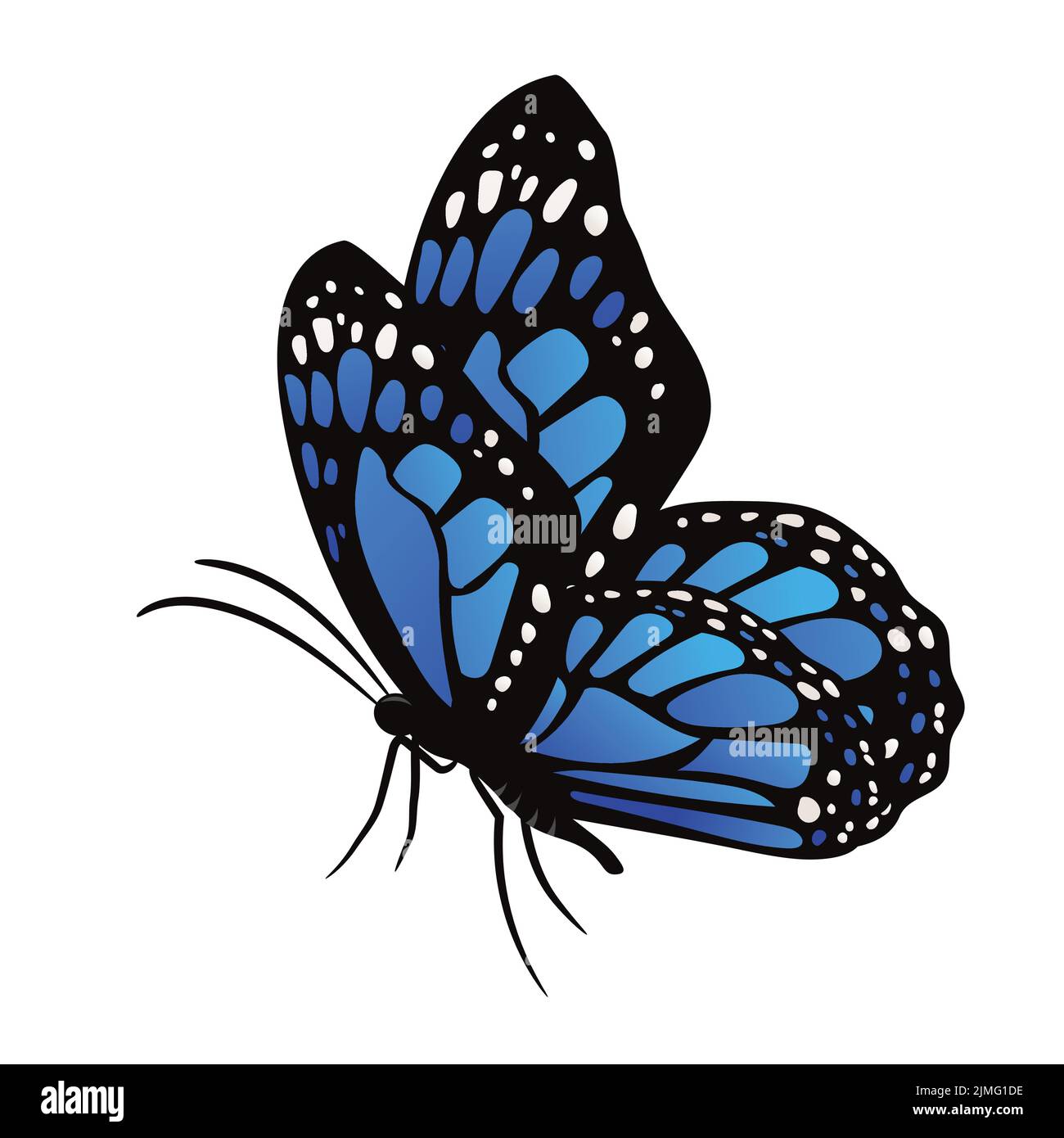 Motif vectoriel d'un papillon monarque bleu sur fond blanc Illustration de Vecteur