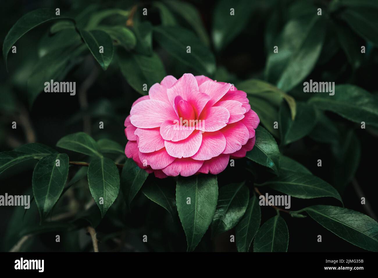 Camélia japonais (Camellia Japonica L.) fleur rose double formelle sur un arbre Banque D'Images