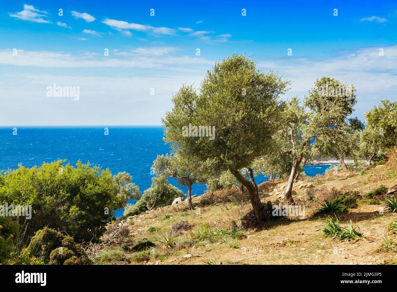 Île grecque Thasos, oliviers et mer, Grèce Banque D'Images