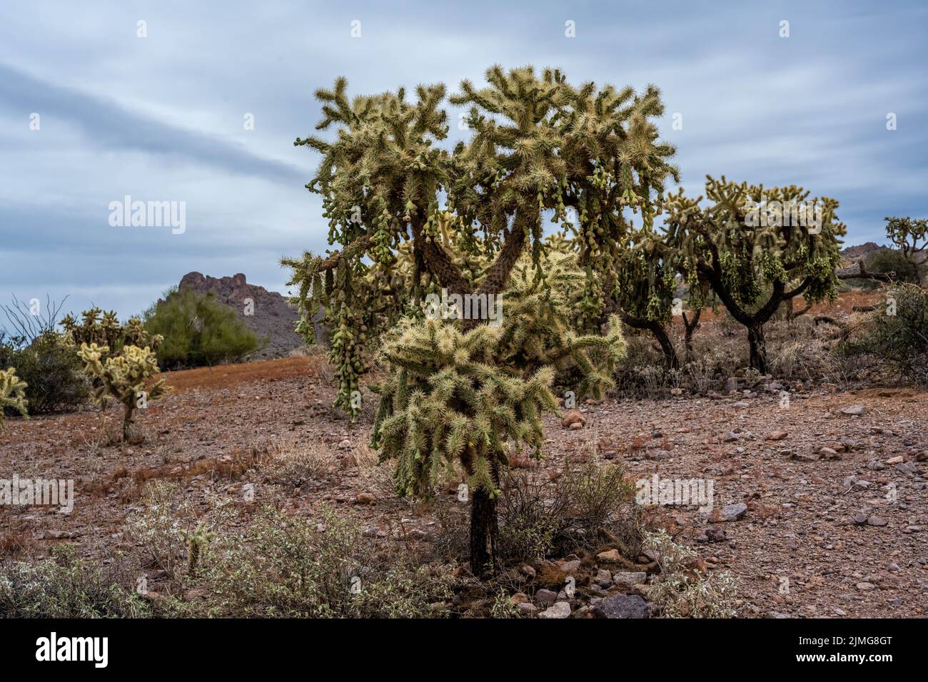 Une Cholla d'ours en peluche dans Lost Dutchman SP, Arizona Banque D'Images