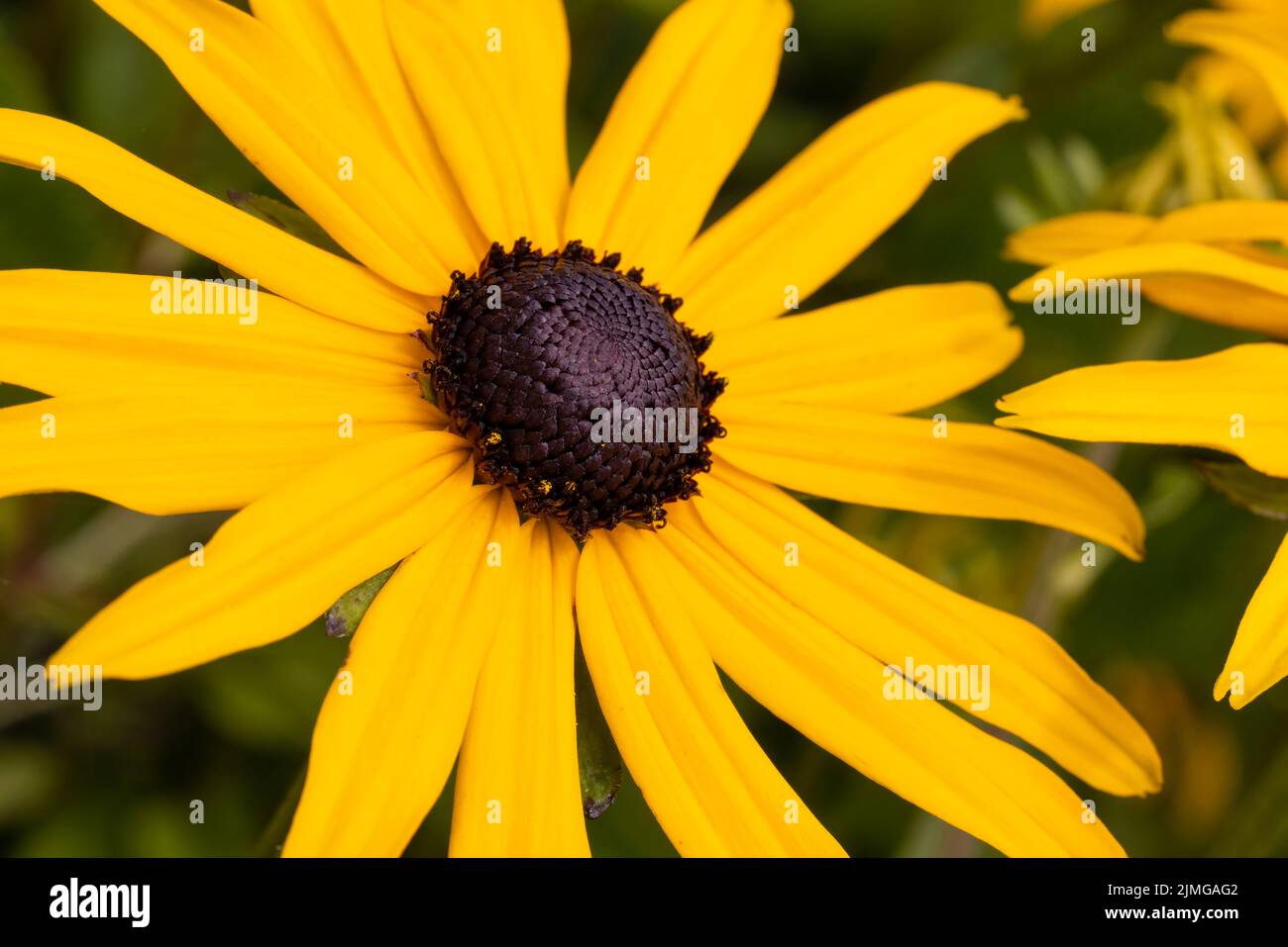 Une belle fleur jaune vif de Rudbeckia Banque D'Images