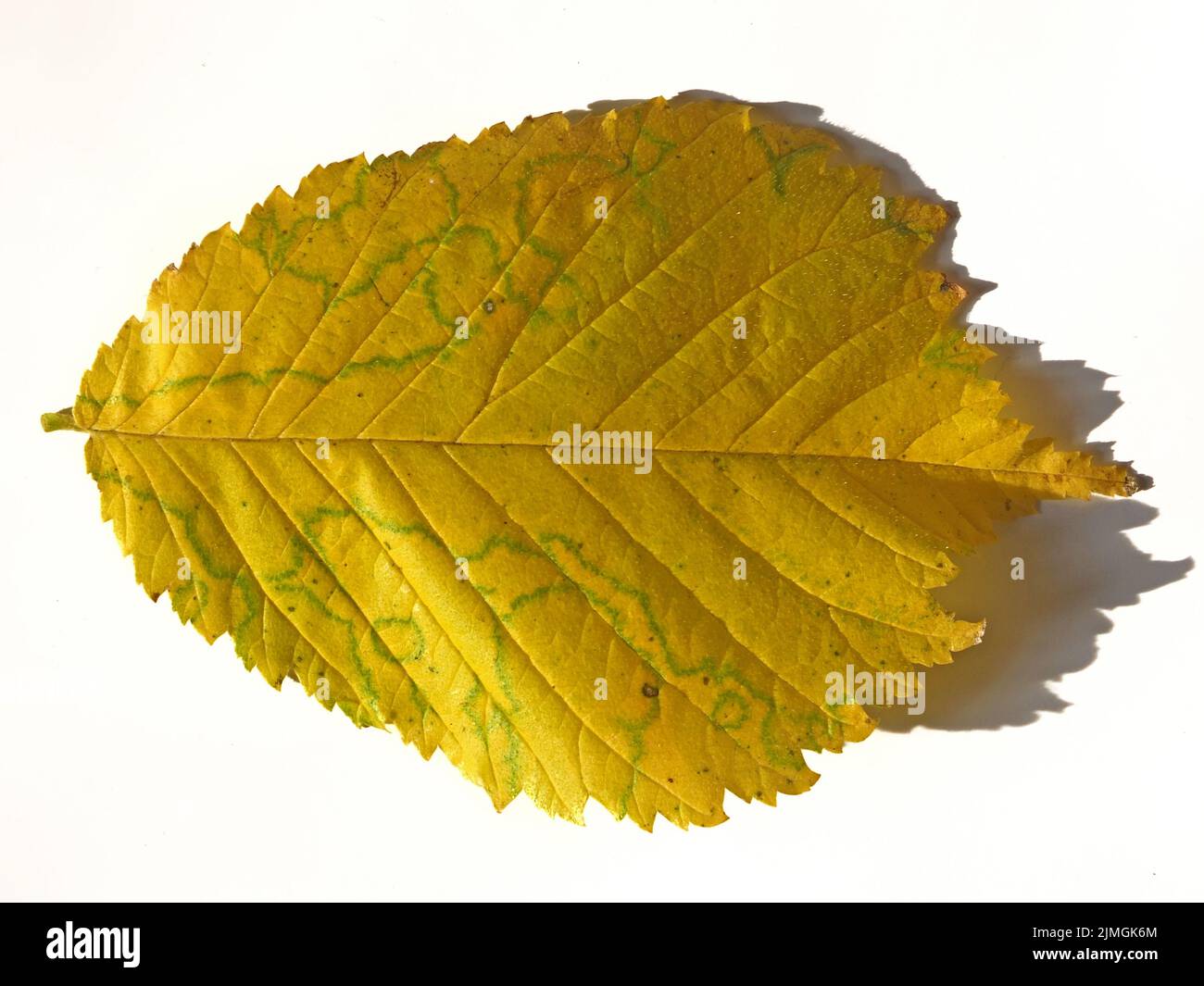 Gros plan d'une feuille d'automne jaune avec des taches marbrées vertes sur un fond blanc avec ombre Banque D'Images