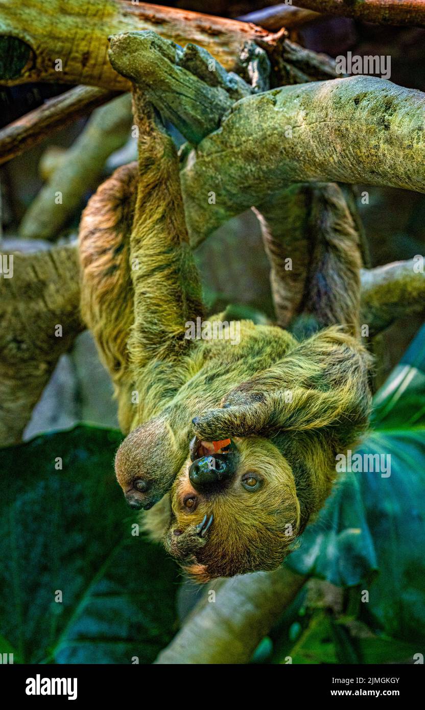 Sloth à deux doigts. La mère et le cub pendent d'une branche. La mère se traite à un repas. Banque D'Images
