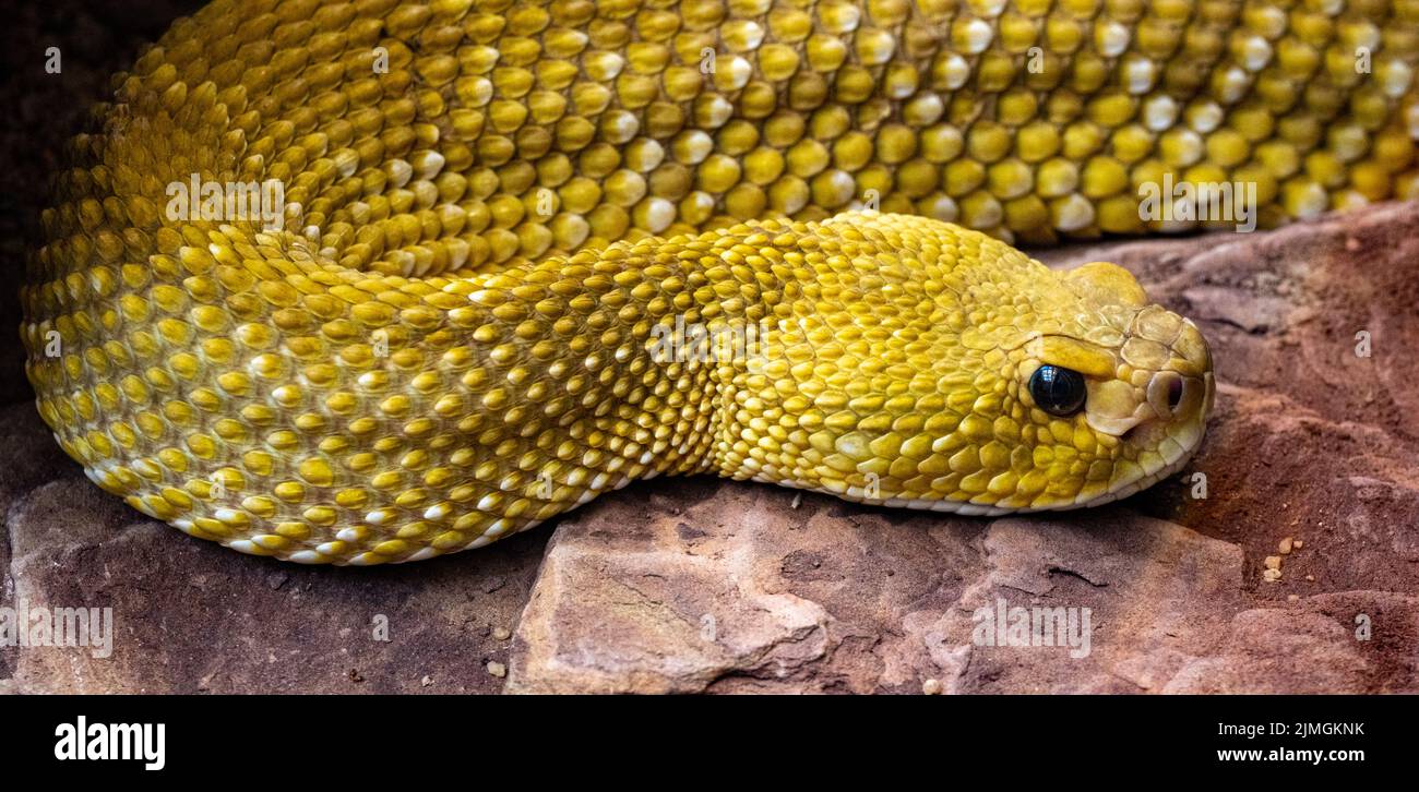 Serpent à sonnette mexicain de la côte ouest ou serpent vert mexicain (Crotalus basiliscus), originaire de la côte ouest du Mexique. Banque D'Images