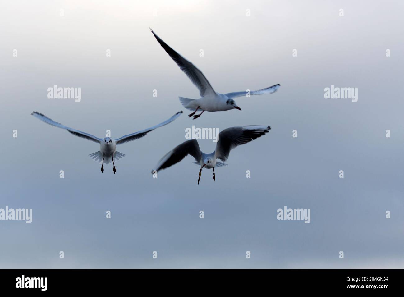 Goélands dans le vol dans la nature Banque D'Images