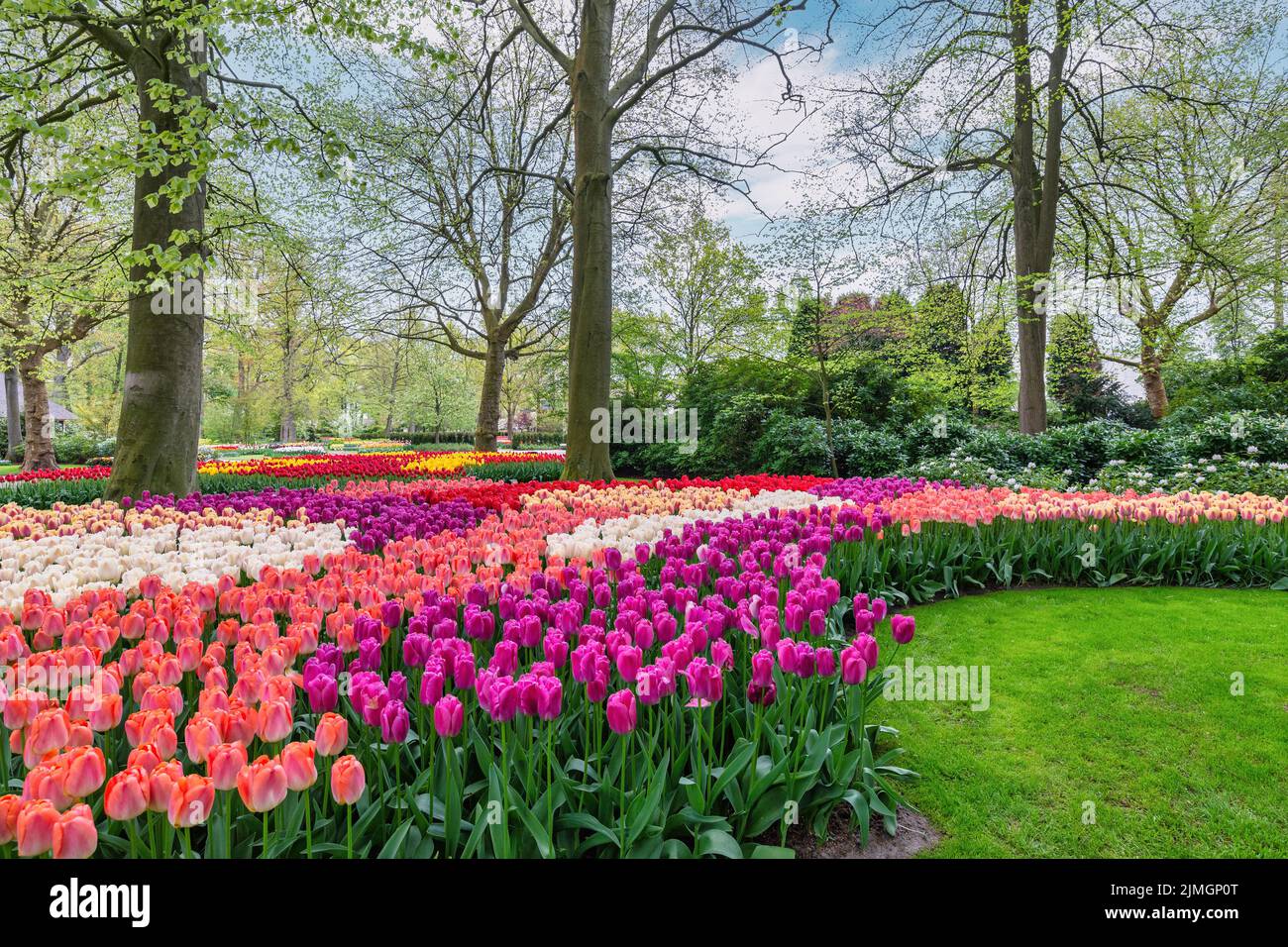 Champ de bulbes de tulipes dans le jardin, saison de printemps à Lisse près d'Amsterdam pays-Bas Banque D'Images