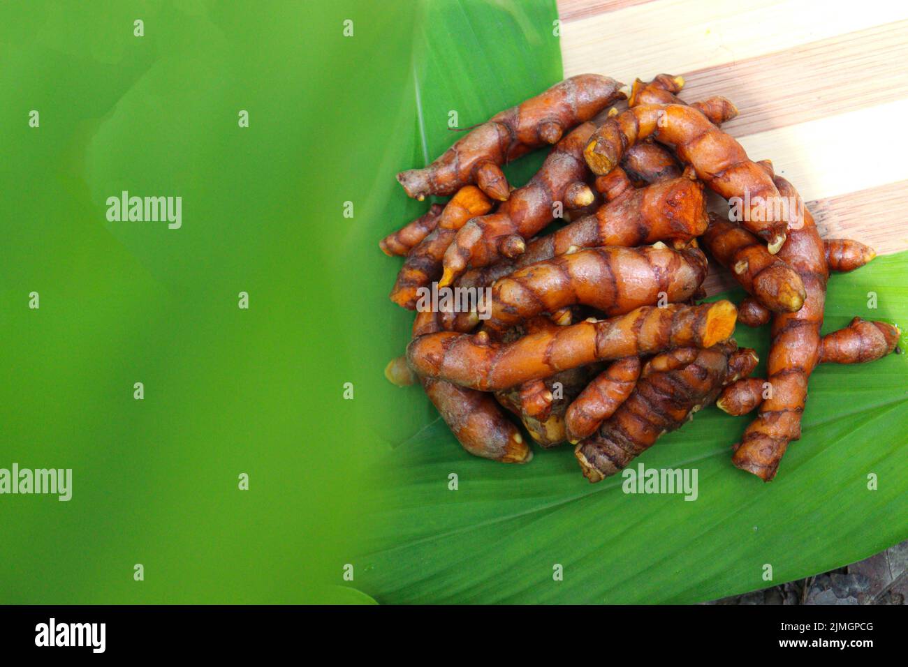 bouillon curcuma cru avec feuilles à la ferme pour la récolte Banque D'Images