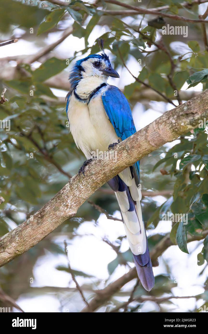 Magpie-jay à gorge blanche (Calocitta formosa) Banque D'Images