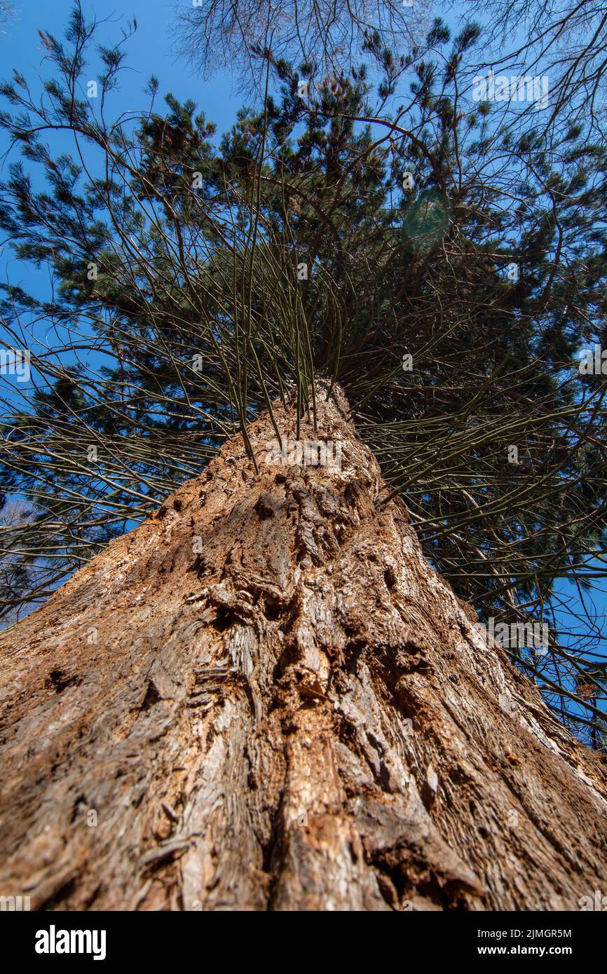 Séquoias géants (Sequoiadendron giganteum) ou séquoias sierran poussant dans la forêt. Salasisko. Rudno nad Hronom. Slovaquie. Banque D'Images