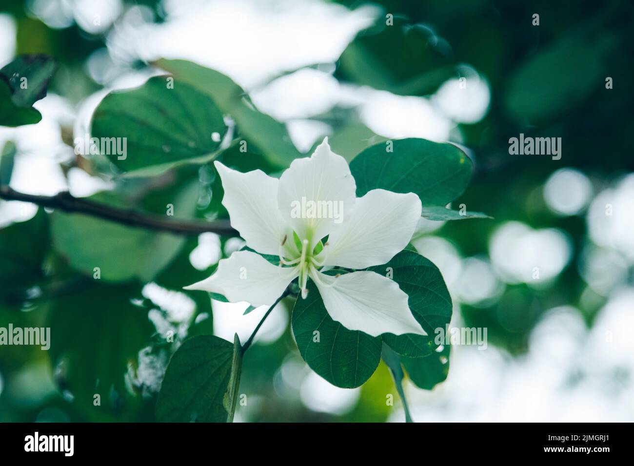 Un cliché sélectif de Bauhinia forficata blanche sur branche avec feuilles vertes Banque D'Images