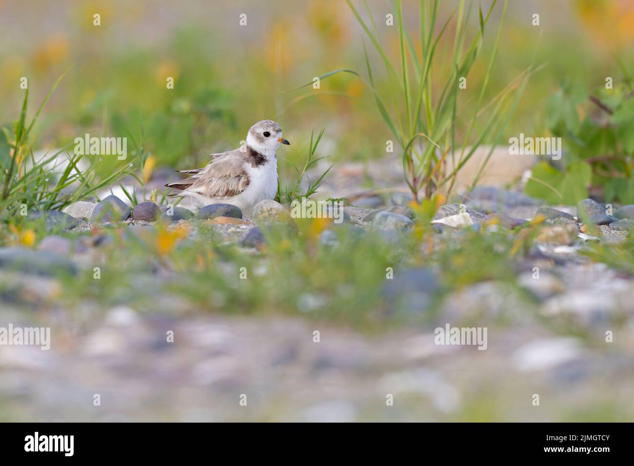 Un pluvier siffleur (Charadrius melodus) reposant dans son environnement. Banque D'Images