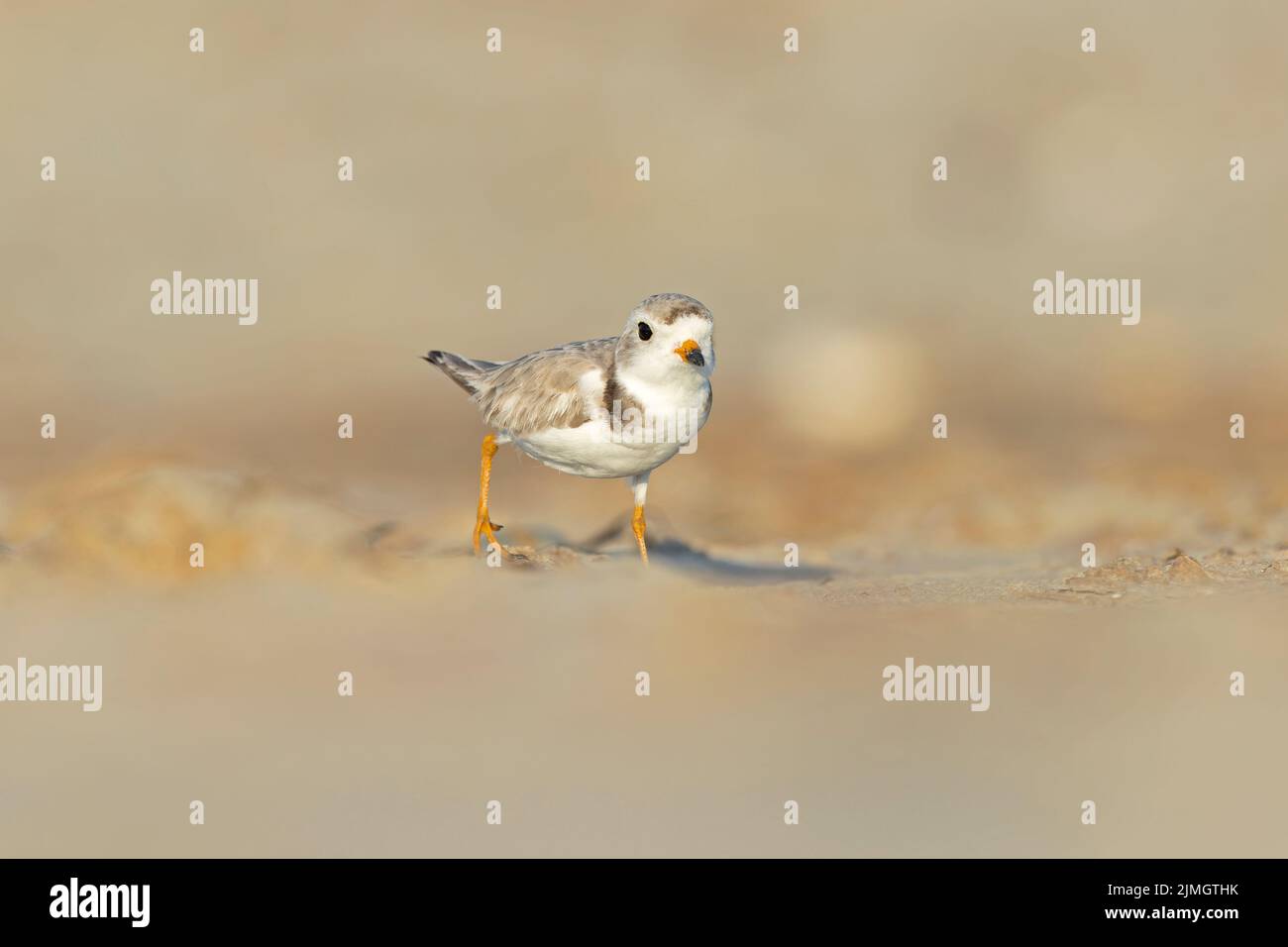 Un pluvier siffleur (Charadrius melodus) se trouvant à la lumière dorée sur la plage au coucher du soleil. Banque D'Images