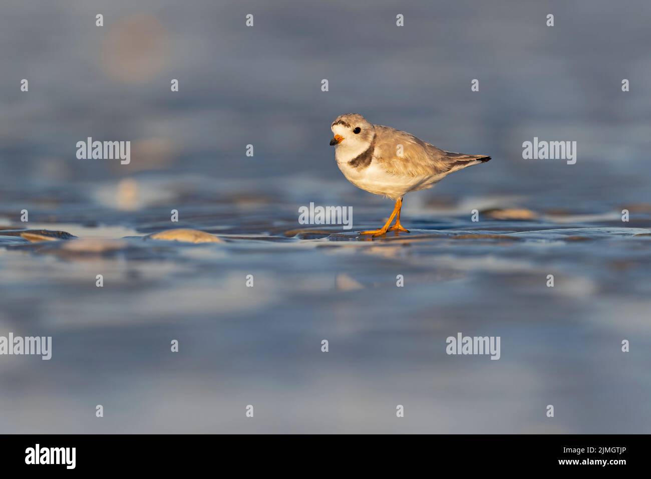 Un pluvier siffleur (Charadrius melodus) se trouvant sur la plage humide au coucher du soleil. Banque D'Images