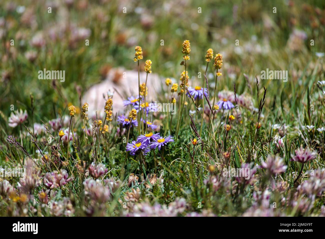 Les fleurs violettes et la camomille poussent dans la nature dans les montagnes du Colorado Banque D'Images