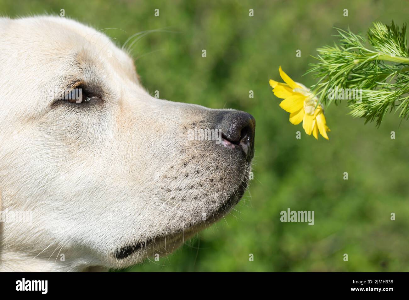 Chien du Labrador sentant une fleur jaune sur fond vert et rouge. Visage de chiot drôle Banque D'Images