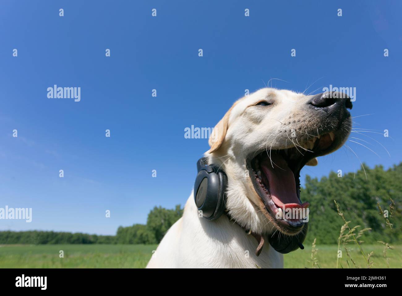 Drôle de chien bâillant à l'extérieur. Labrador Retriever avec son casque est en train de chanter Banque D'Images