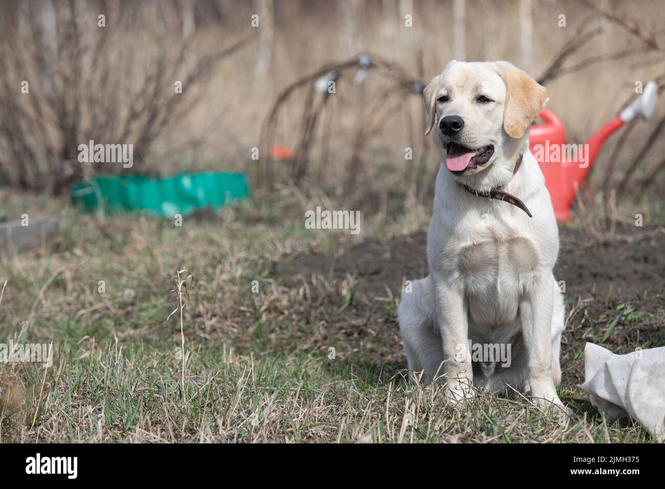 Labrador retriever chiot assis dans l'arrière-cour Banque D'Images