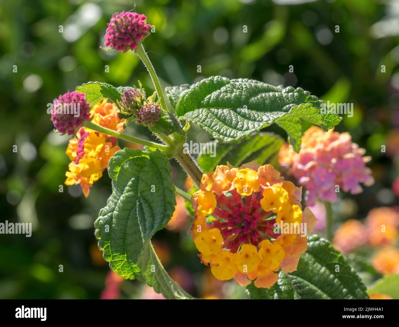 Lantana Camara arbuste fleurit à Marbella Espagne Banque D'Images