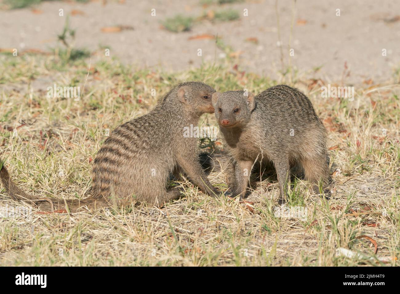 Mongoose baguée, Mungos mungo, groupe d'individus en interaction, Parc national d'Etosha, Namibie Banque D'Images