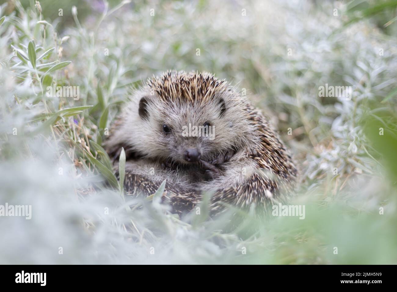 Mignon hérisson nord à épelette blanche (erinaceus roumanicus) couché sur le dos dans un lit de fleurs blanches Banque D'Images