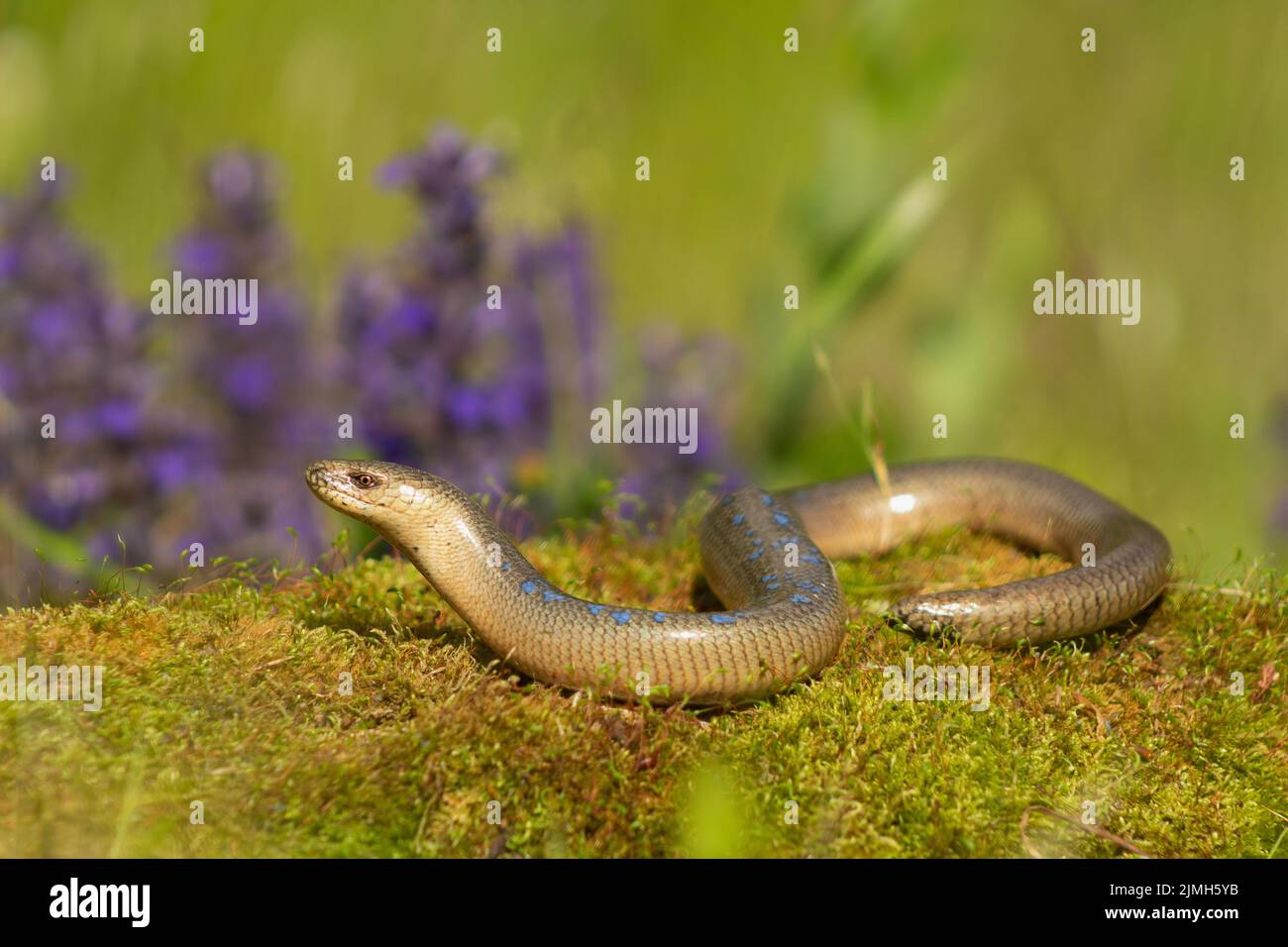 Le ver lent (Anguis fragilis) glisse sur un terrain mossy avec des fleurs colorées en arrière-plan Banque D'Images