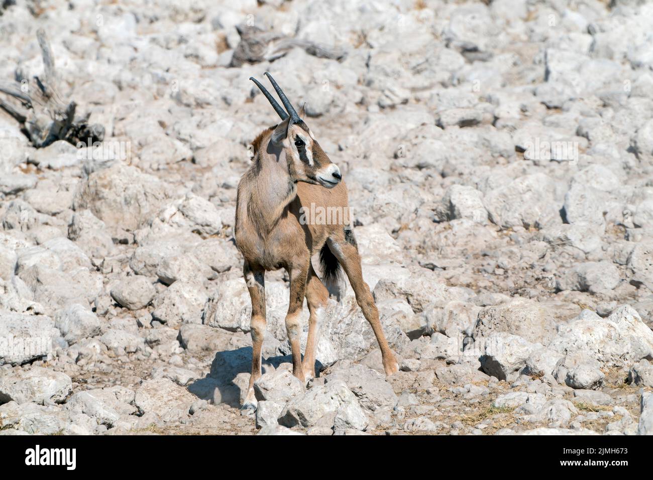 gemsbok ou oryx sud-africain, Oryx gazella, veau unique sur terrain rocheux, Parc national d'Etosha, Namibie Banque D'Images