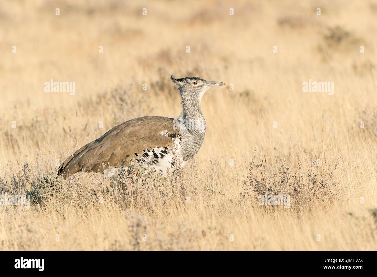kori bustard, Ardeotis kori, l'oiseau volant le plus lourd du monde, adulte unique marchant sur une végétation courte, Parc national d'Etosha, Namibie Banque D'Images