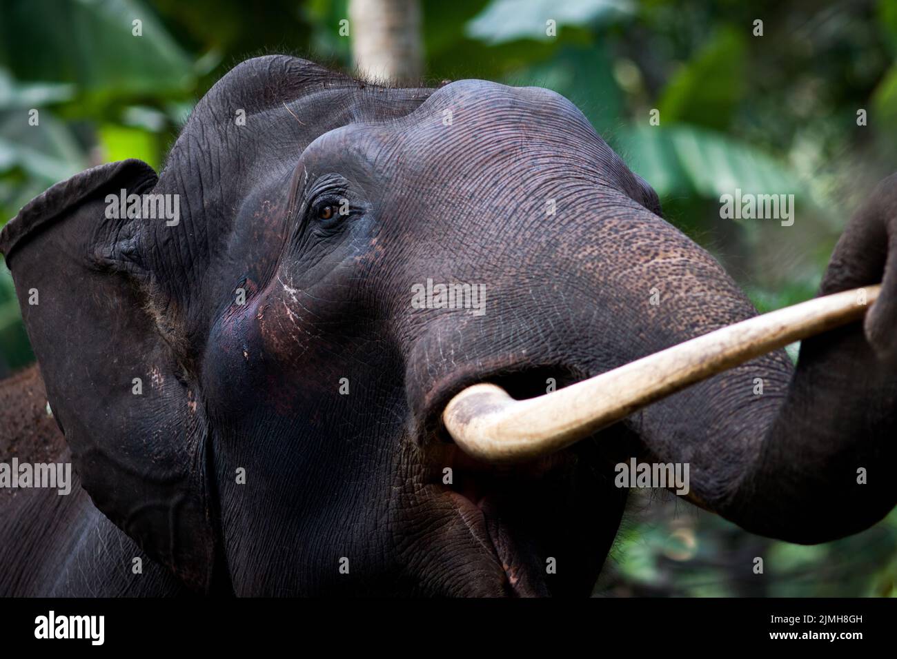 Portrait d'éléphant dans la jungle Banque D'Images