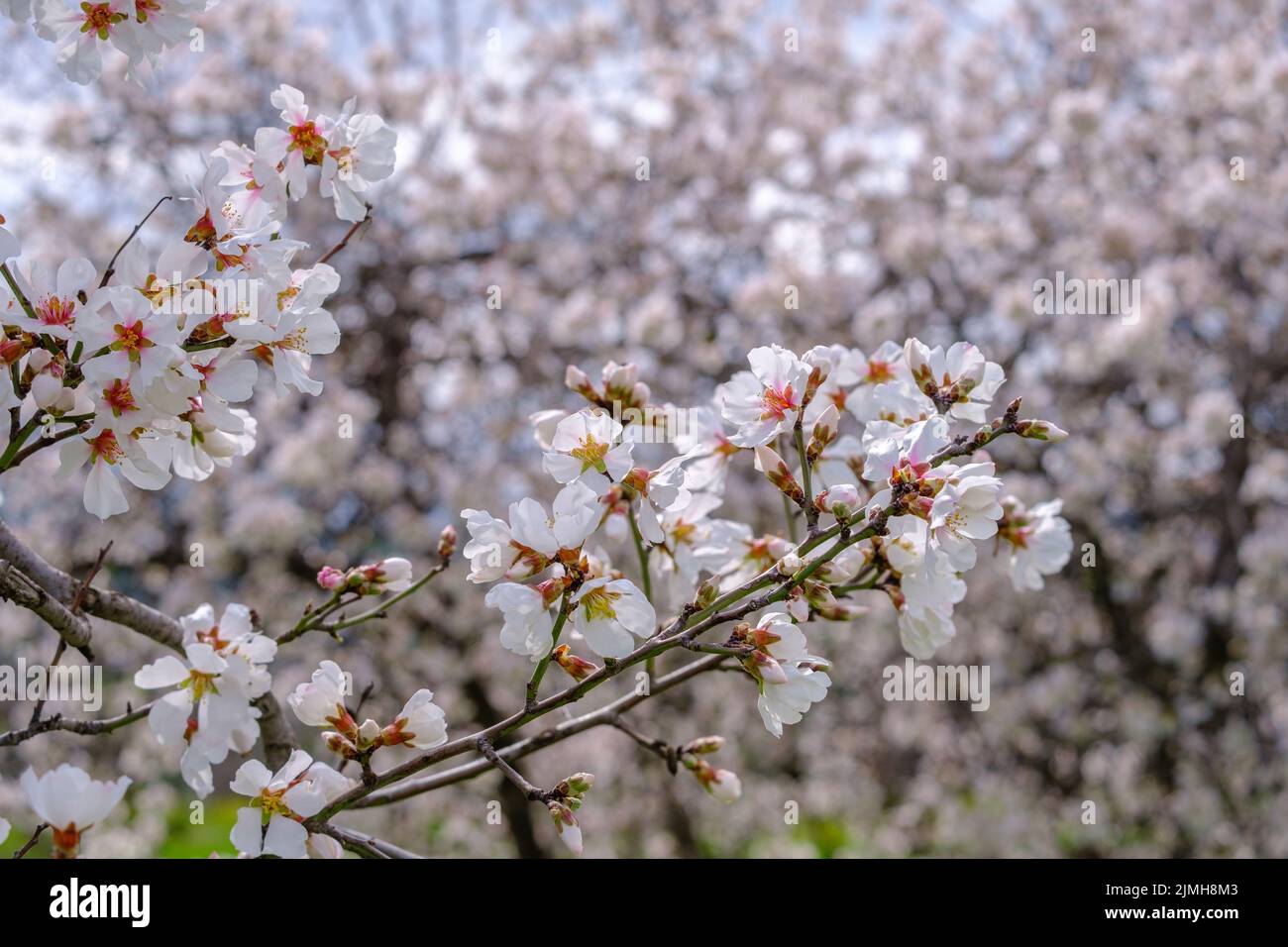 Brindilles d'amandiers aux fleurs rose-blanc. Scène d'arrivée de printemps. Banque D'Images