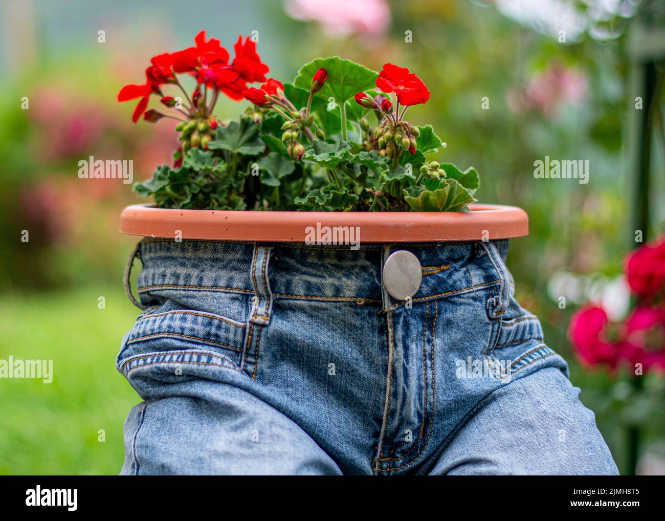 Jardinière de jeans bleus avec fleurs de écarlate rouge de Pelargonium peltatum. Décoration de jardin vintage. Banque D'Images