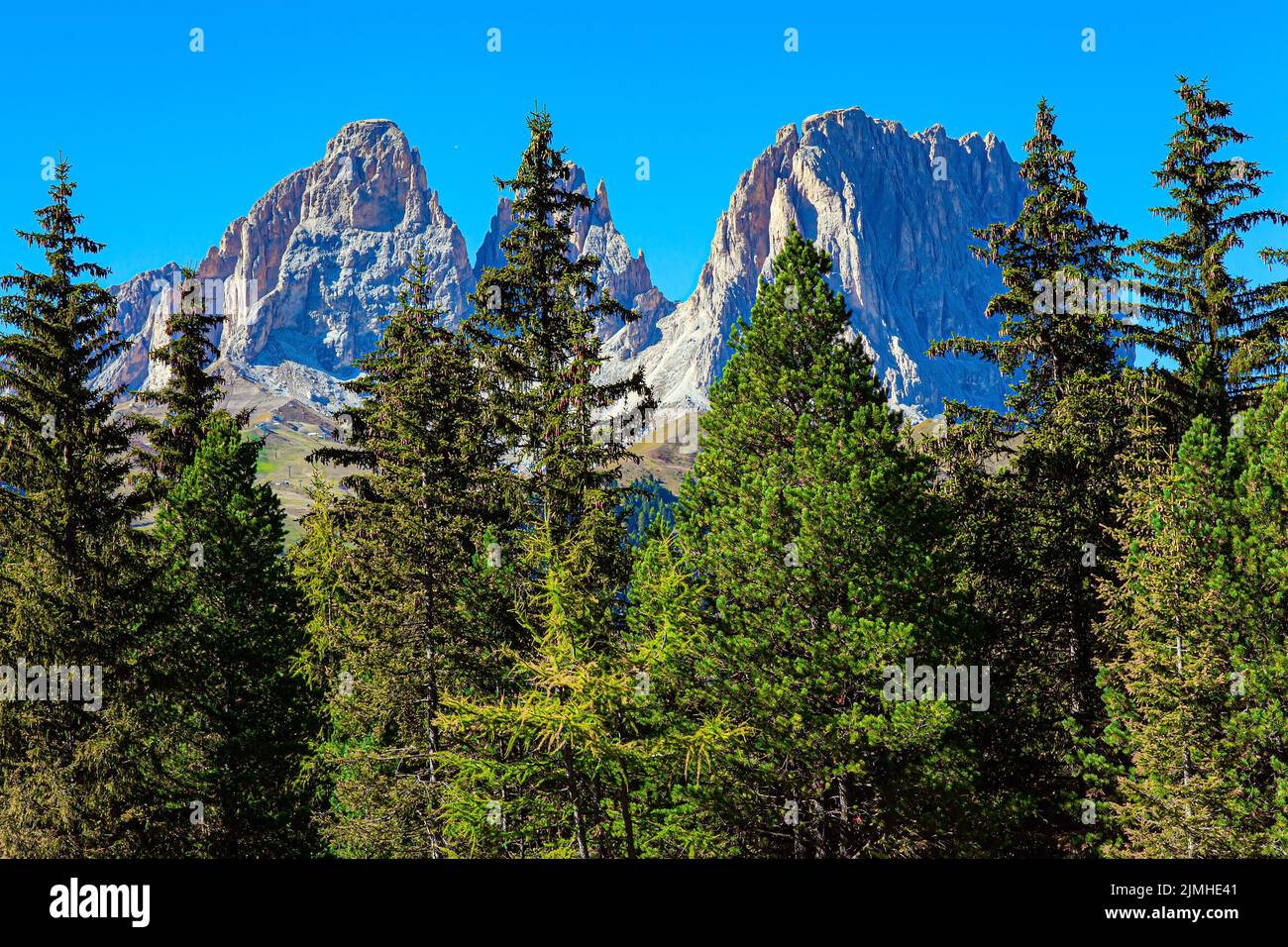 Forêts de conifères Banque de photographies et d’images à haute ...