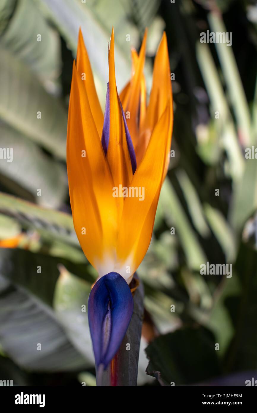 Une seule fleur d'oiseau de paradis orange et bleu (espèce Strelitzia) Banque D'Images