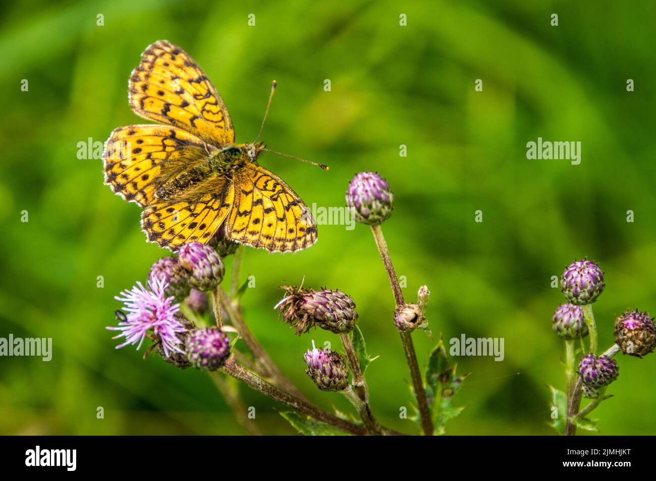 Un gros plan d'un papillon Brenthis ino (le moins marbré fritillaire) sur des fleurs de trèfle Banque D'Images