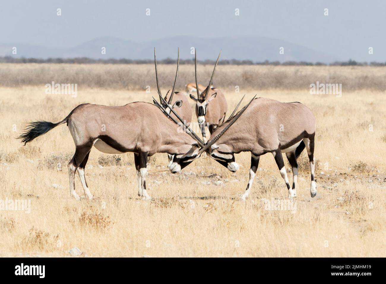 gemsbok ou oryx d'Afrique du Sud, Oryx gazella, deux adultes luttant dans une végétation réduite, Parc national d'Etosha, Namibie Banque D'Images