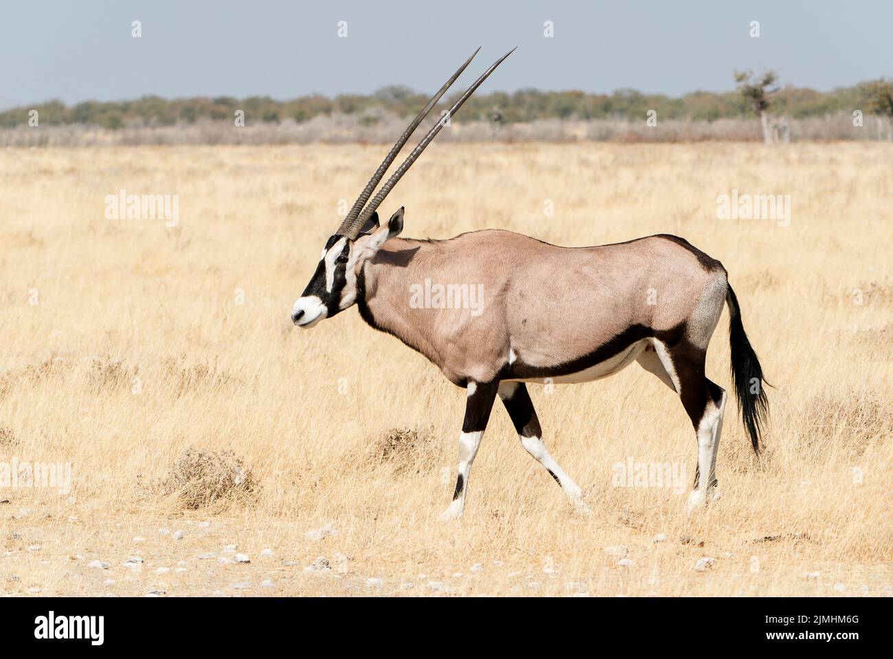 gemsbok ou oryx sud-africain, Oryx gazella, adulte unique marchant dans une végétation courte, Parc national d'Etosha, Namibie Banque D'Images