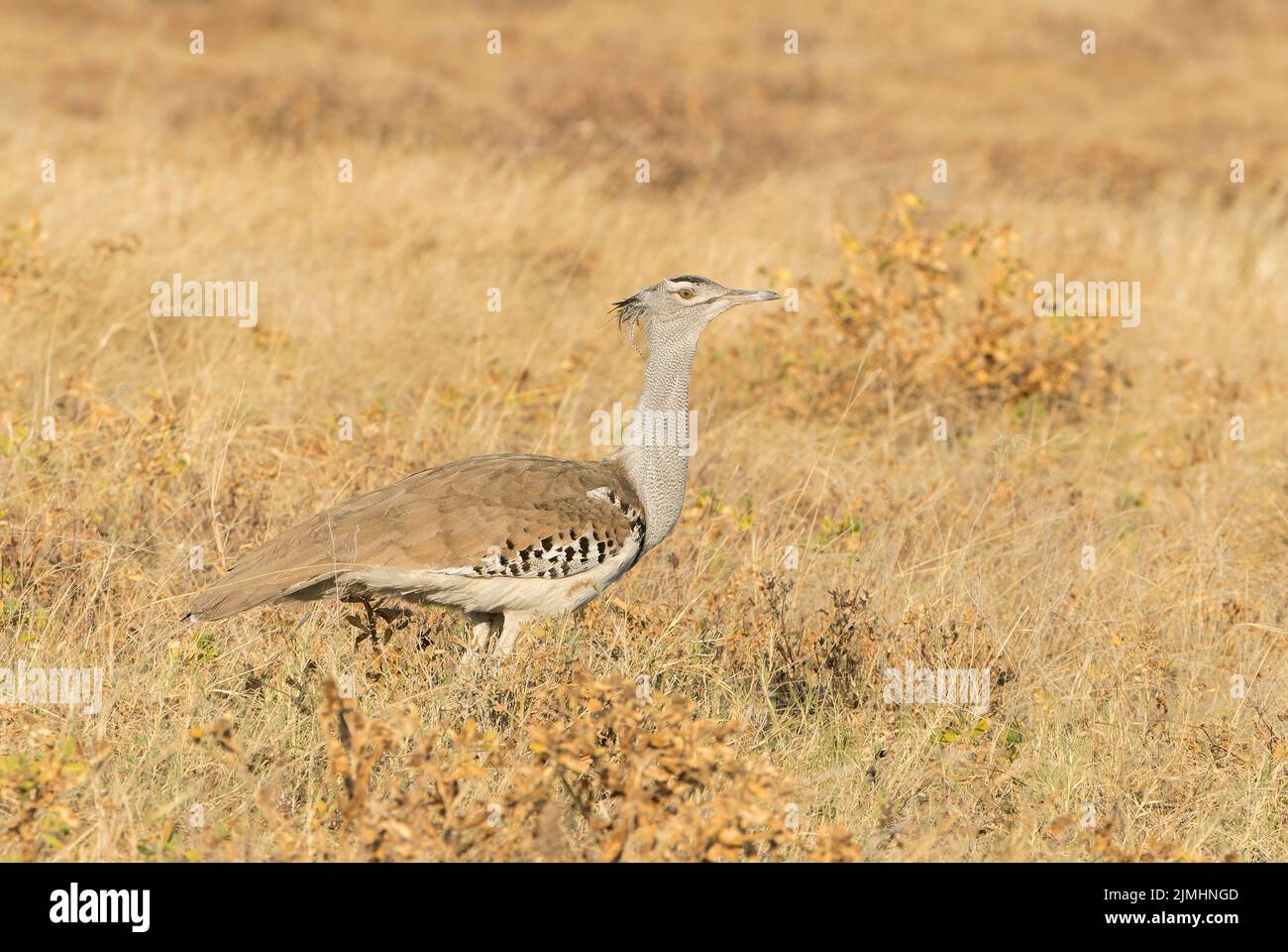 kori bustard, Ardeotis kori, l'oiseau volant le plus lourd du monde, adulte unique marchant sur une végétation courte, Parc national d'Etosha, Namibie Banque D'Images