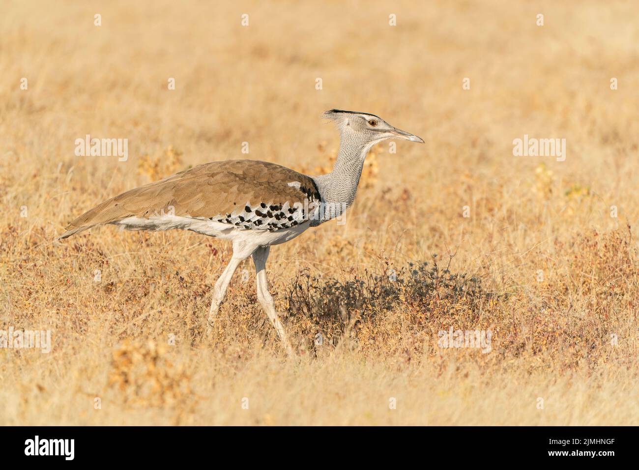 kori bustard, Ardeotis kori, l'oiseau volant le plus lourd du monde, adulte unique marchant sur une végétation courte, Parc national d'Etosha, Namibie Banque D'Images