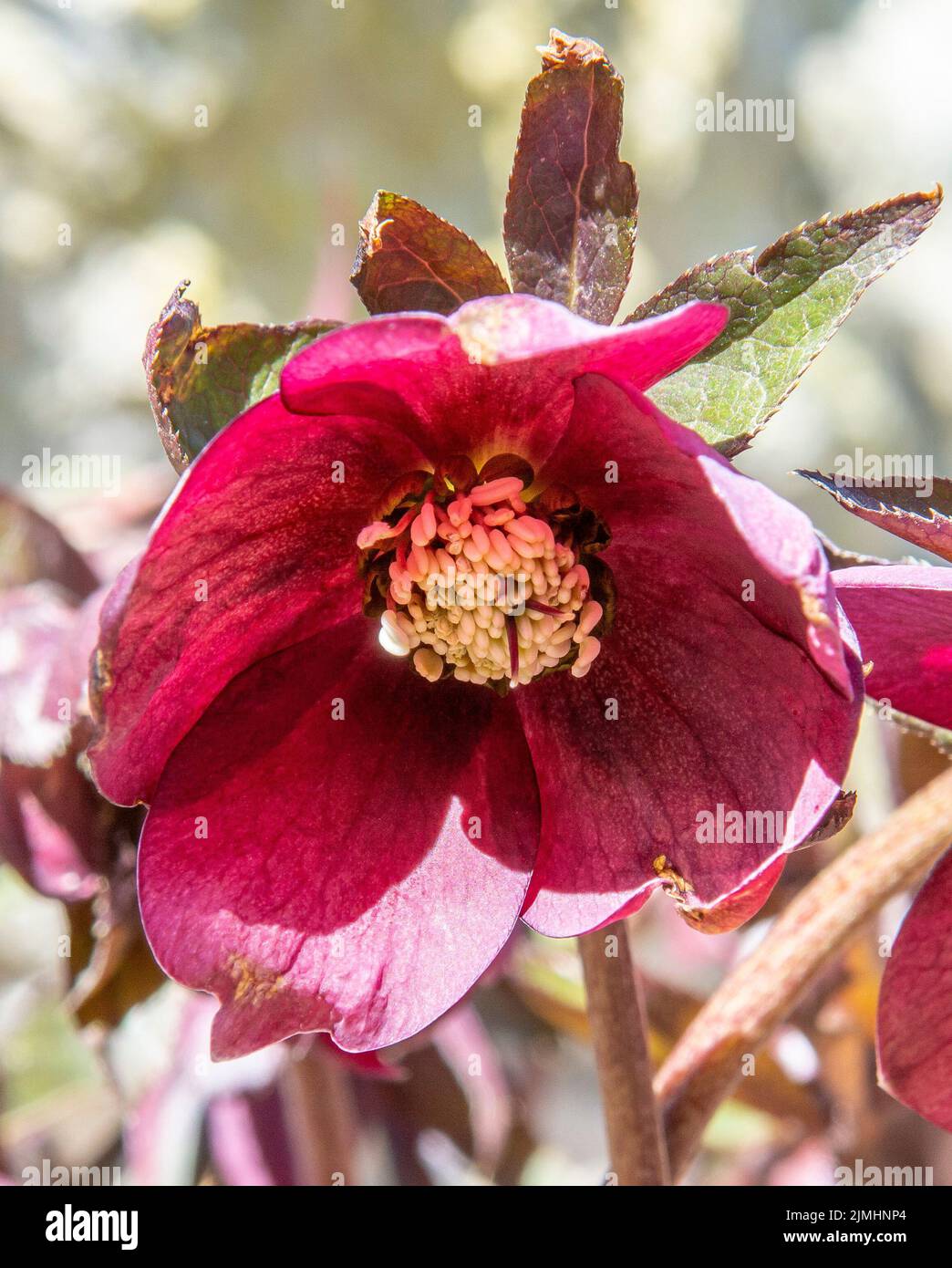 La rose de Noël (Helleborus niger) fleurit dans le jardin. Fleurs noires en fleurs. Banque D'Images