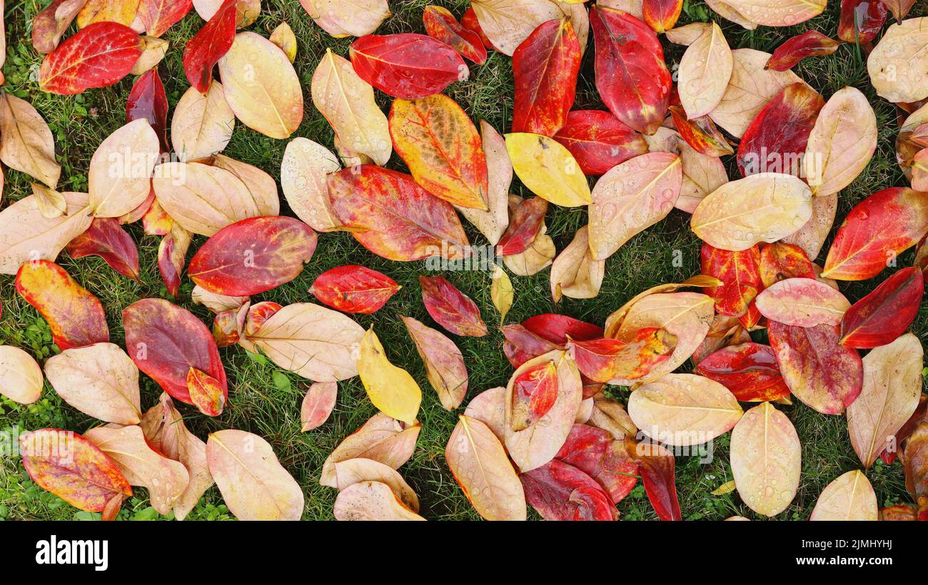 Palette de couleurs automnales avec différentes feuilles sur l'herbe humide Banque D'Images