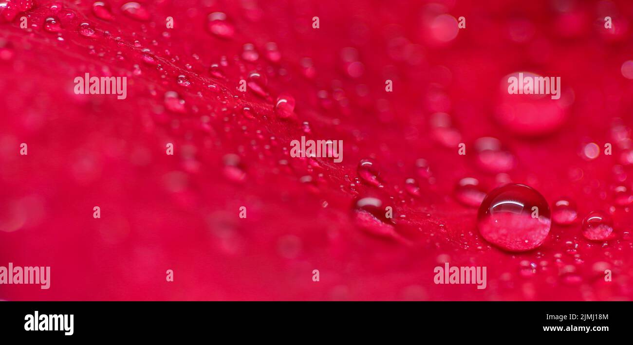 Fond de pétales de rose rouge avec gouttes de rosée. Bokeh avec réflexion de la lumière. Fond naturel macro-flou Banque D'Images