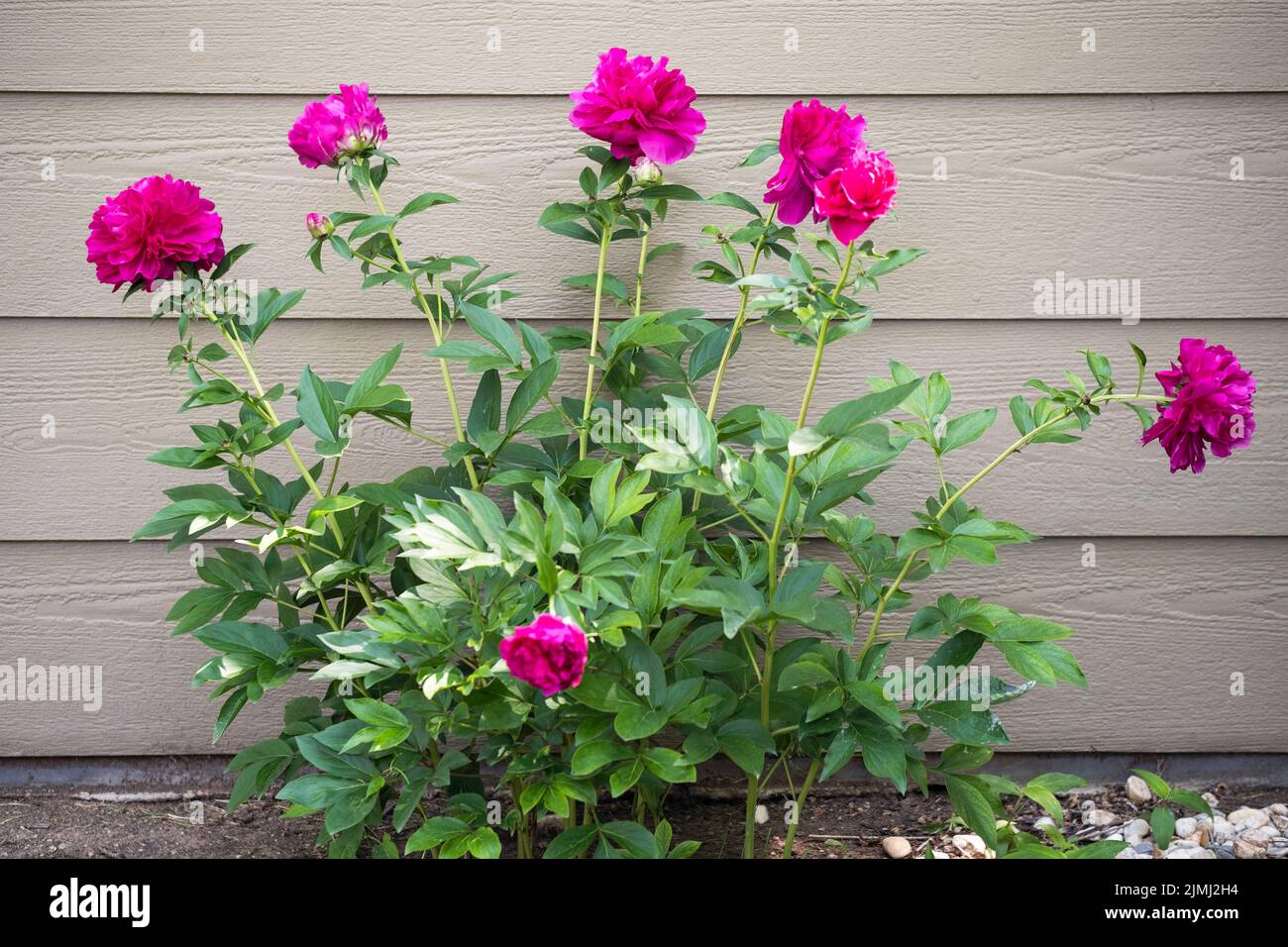 Pivoines roses, Paeonia lactiflora, qui se blotissent au printemps contre un bâtiment. Wichita, Kansas, États-Unis Banque D'Images