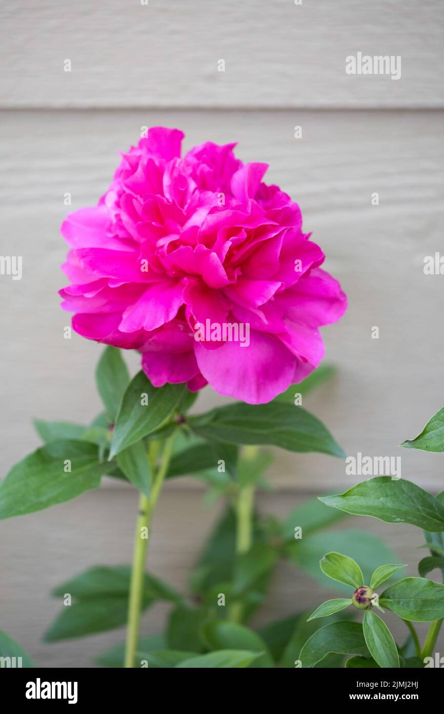 Pivoines roses, Paeonia lactiflora, qui se blotissent au printemps contre un bâtiment. Wichita, Kansas, États-Unis Banque D'Images