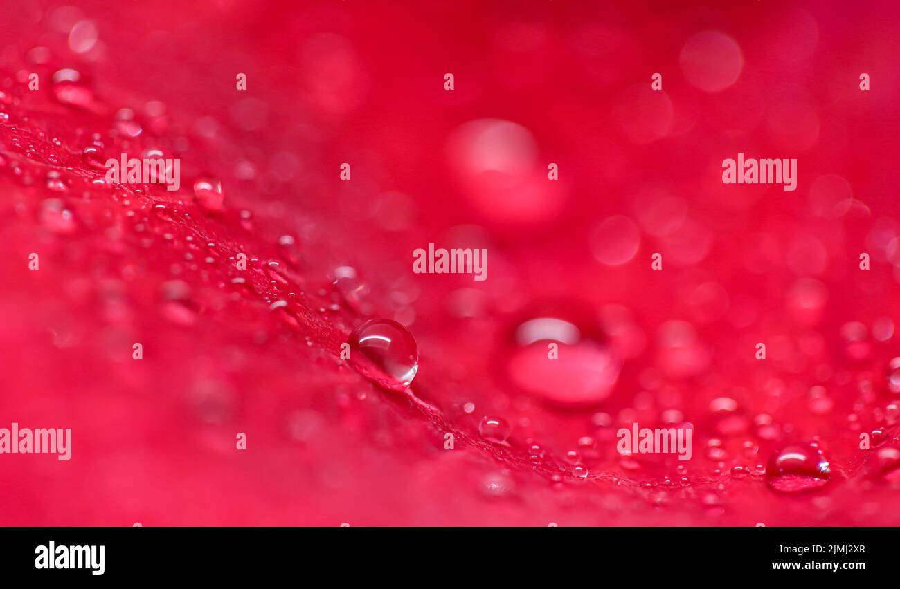 Fond de pétales de rose rouge avec gouttes de rosée. Bokeh avec réflexion de la lumière. Fond naturel macro-flou Banque D'Images